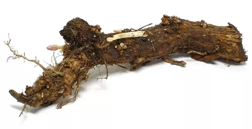 Galena Hop Rhizome