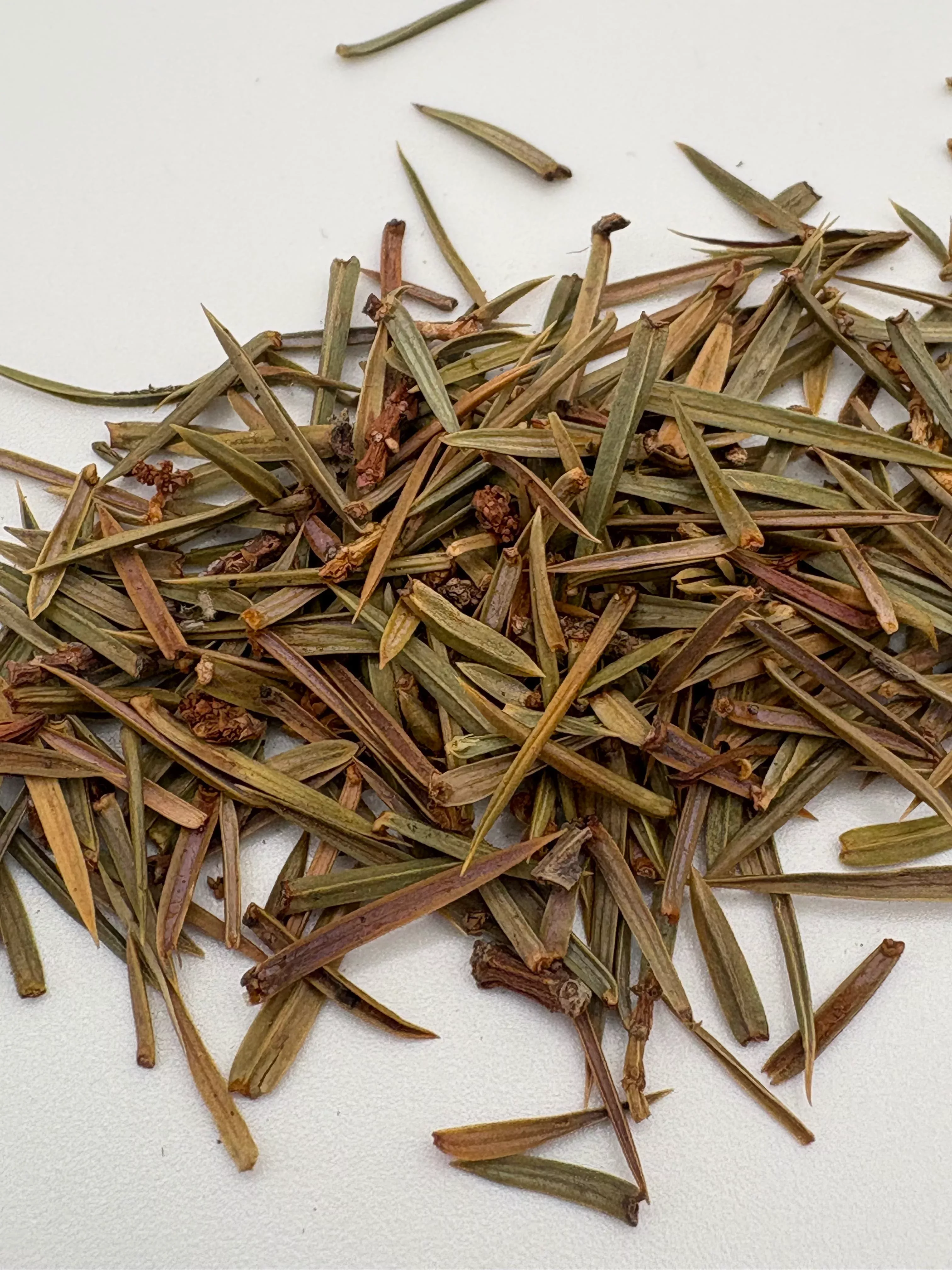 Juniper Tips | Juniperus communis from Albania